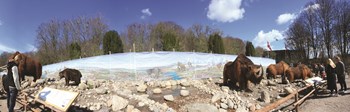 Back to the ice age